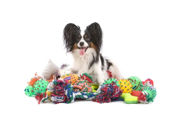 Papillon perro en un montón de juguetes — Foto de Stock