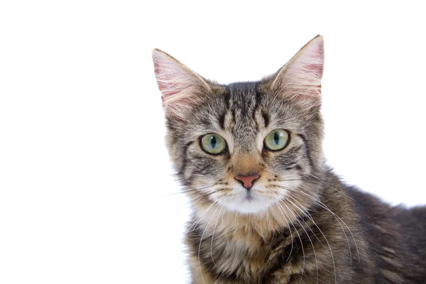 European short haired cat — Stock Photo, Image