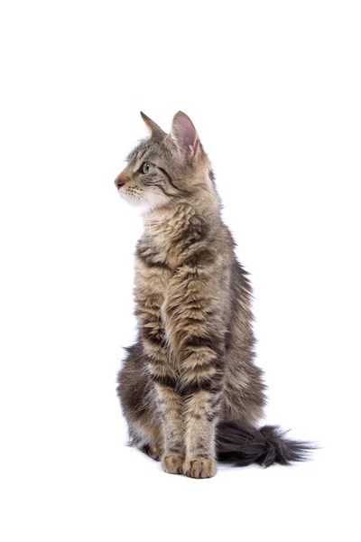 Avrupa kısa tüylü kedi — Stok fotoğraf