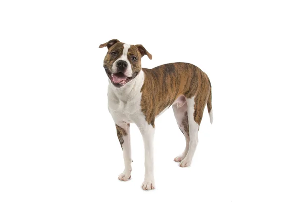 Amerikansk bulldog — Stockfoto