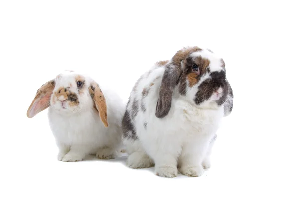 Rabbits — Stock Photo, Image