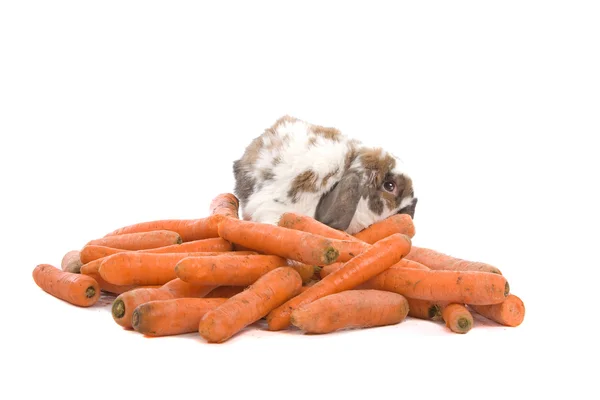 Conejo manchado con orejas largas y zanahorias — Foto de Stock