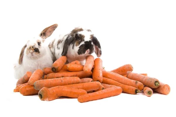 Spotted rabbit with long ears and carrots — Stock Photo, Image