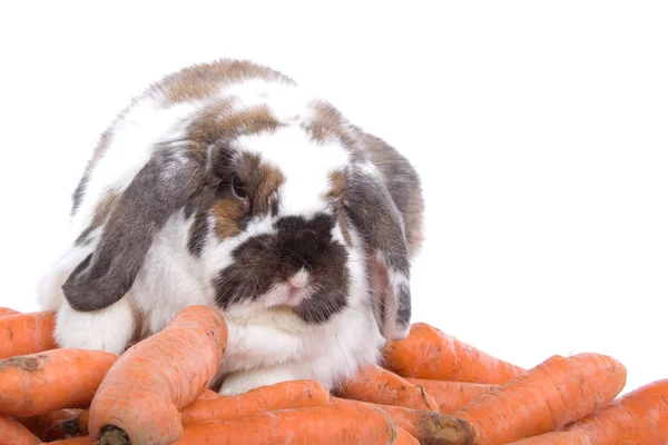 Conejo manchado con orejas largas y zanahorias — Foto de Stock