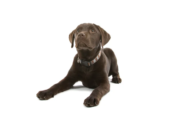 Cãozinho de chocolate labrador retriever — Fotografia de Stock