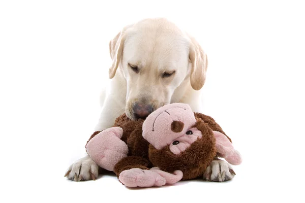 Beautiful Labrador retriever dog with a toy — Stock Photo, Image