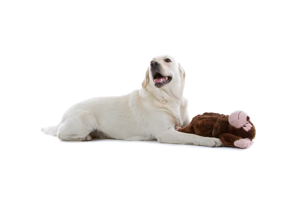 Schöner Labrador Retriever Hund mit einem Spielzeug — Stockfoto
