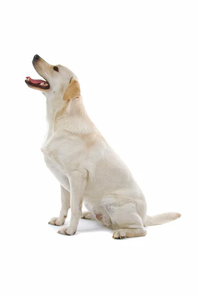 Lindo cão Labrador retriever — Fotografia de Stock