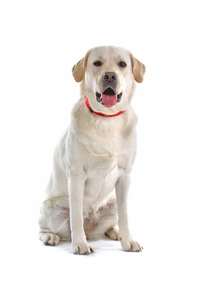 Beautiful Labrador retriever dog — Stock Photo, Image