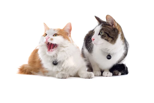 Two domestic cats — Stock Photo, Image