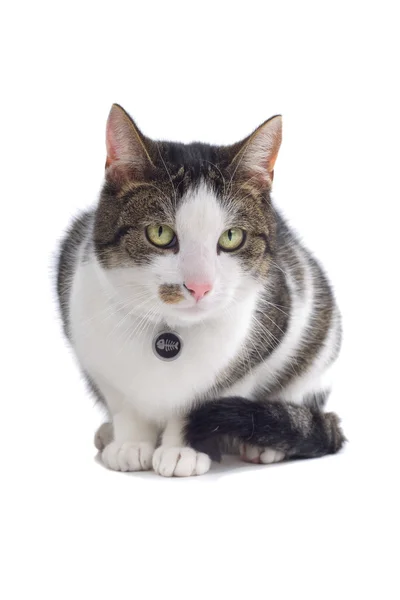 Doméstico cinza e branco gato de pêlo curto — Fotografia de Stock