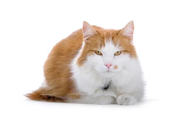 Gato doméstico rojo y blanco — Foto de Stock