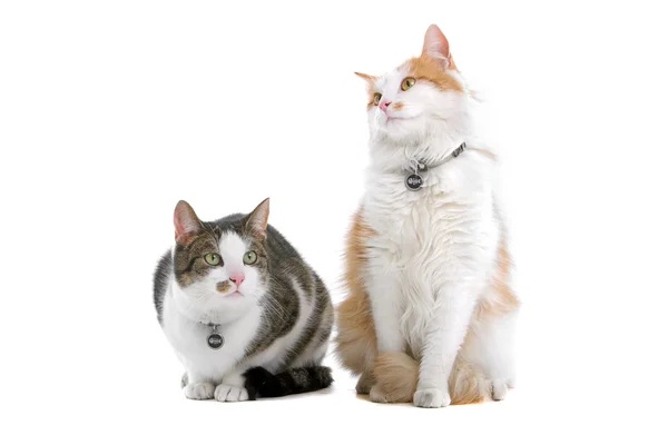 Deux chats domestiques — Photo