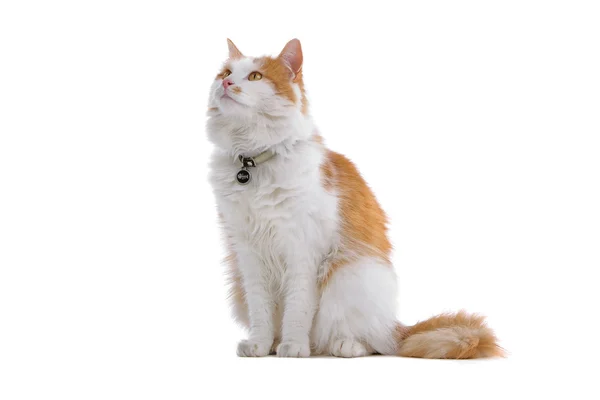 Binnenlandse rode en witte kat — Stockfoto