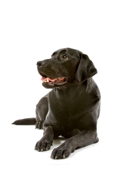 Czarny labrador przed białym tłem — Zdjęcie stockowe