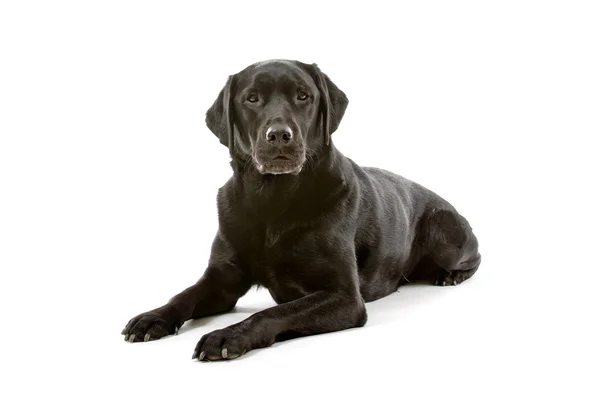 Black Labrador in front of a white background — Stock Photo, Image