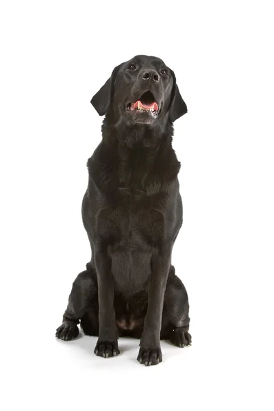 Labrador Negro frente a un fondo blanco — Foto de Stock