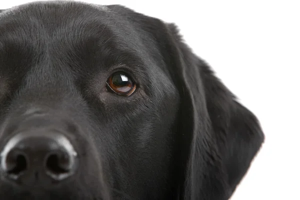 Svart labrador framför en vit bakgrund — Stockfoto