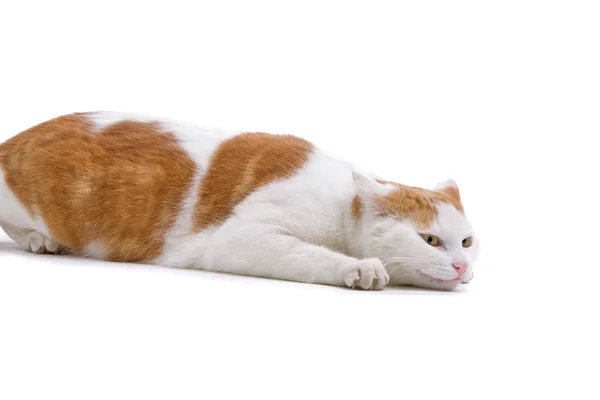 Gato doméstico vermelho e branco — Fotografia de Stock