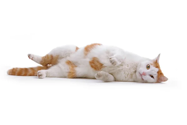 Gato doméstico vermelho e branco — Fotografia de Stock