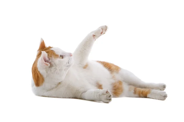 Domestic red and white cat — Stock Photo, Image