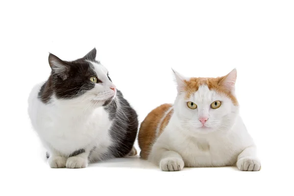 Двох домашніх кішок — стокове фото