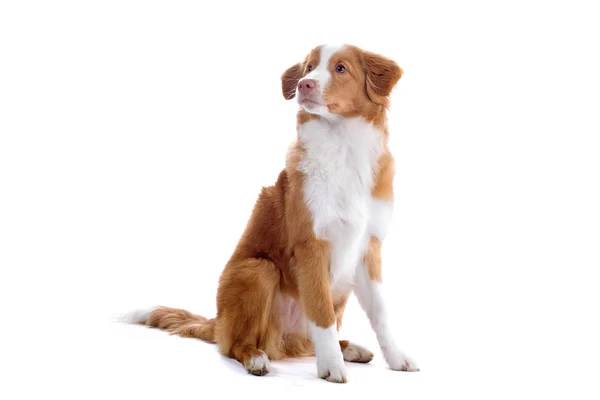 Nova scotia duck tolling retriever valp — Stockfoto