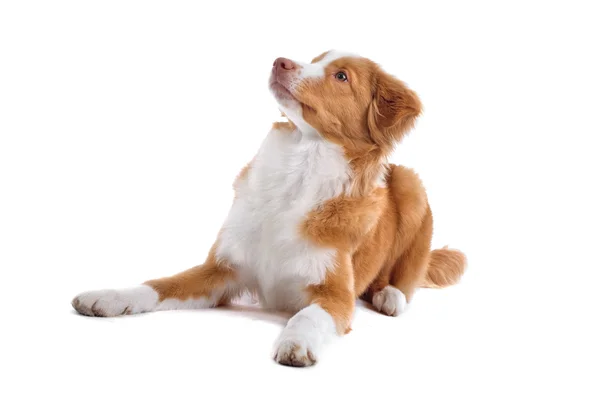 Scotia nova duck-tolling retriever cachorro — Fotografia de Stock