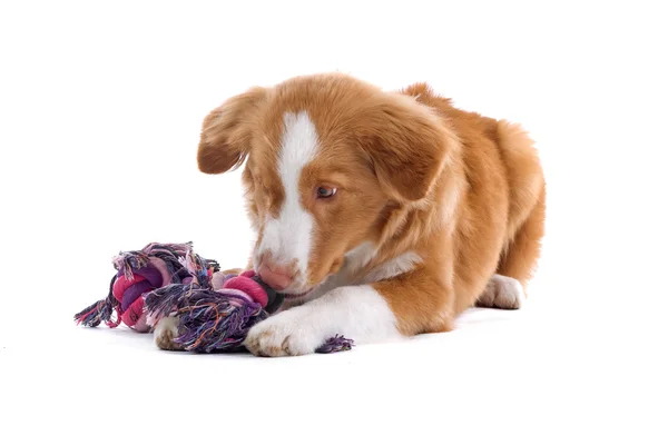 Scotia nova duck tolling retriever köpek yavrusu — Stok fotoğraf