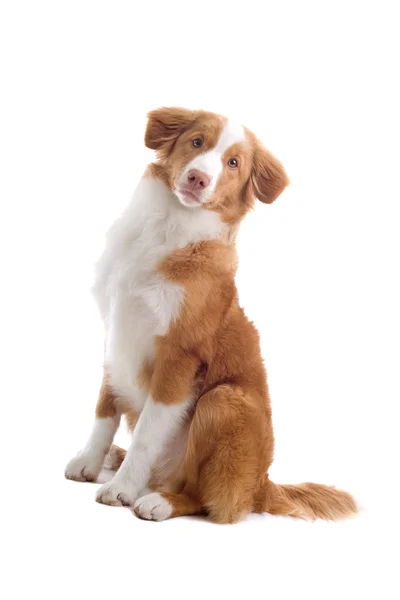 Scotia nova duck-tolling retriever cachorro — Fotografia de Stock