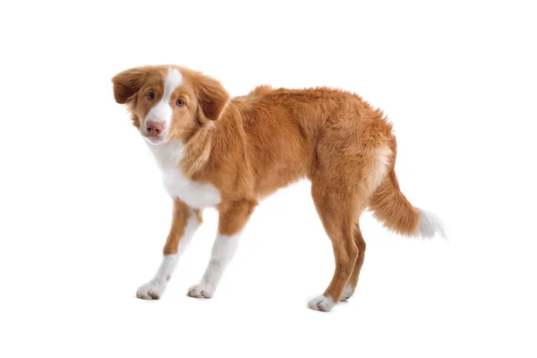 Scotia nova cucciolo di anatra-tolling retriever — Foto Stock