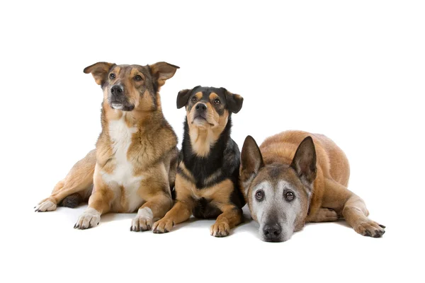 Grupo de cães de raça mista — Fotografia de Stock