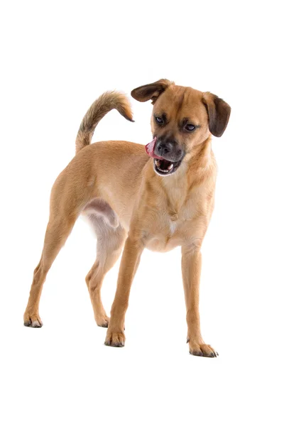 Mixed breed dog — Stock Photo, Image