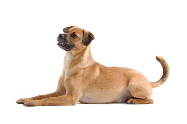 Mixed breed dog — Stock Photo, Image