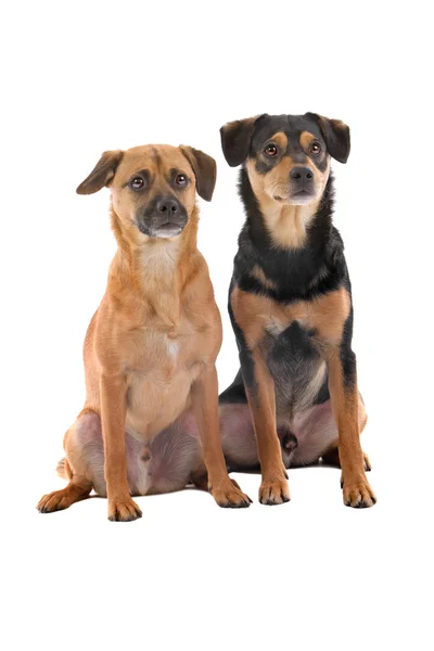 Dos perros de raza mixta — Foto de Stock