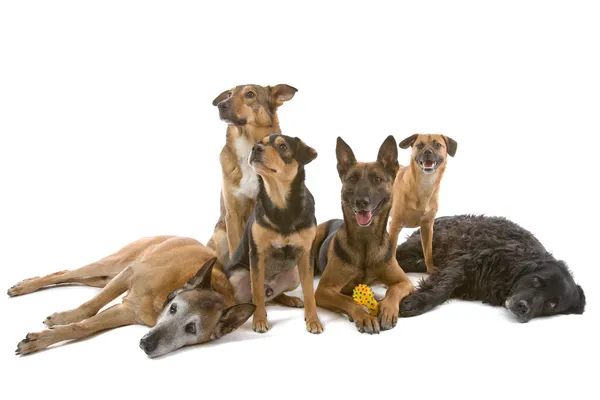 Grupo de cães de raça mista — Fotografia de Stock