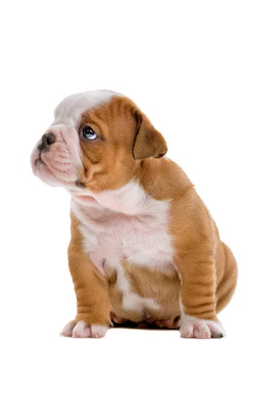 Engels bulldog pup — Stockfoto