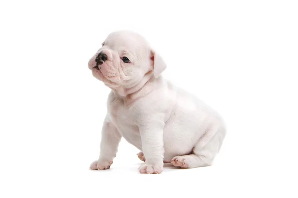 Engels bulldog pup — Stockfoto