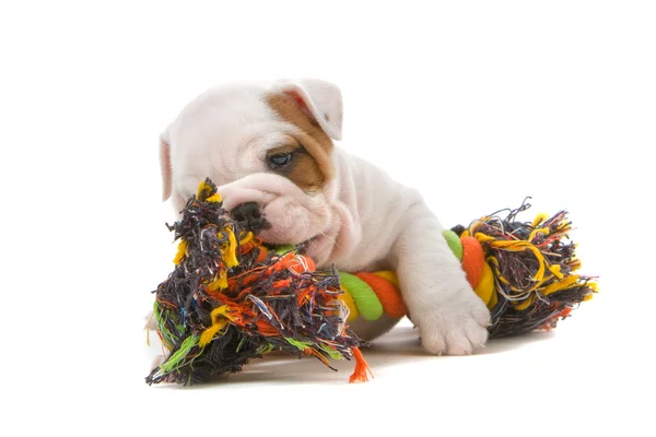 Engels bulldog pup — Stockfoto