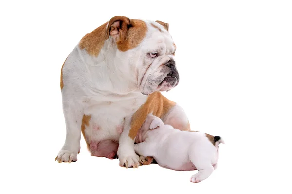 Bulldog inglés cuidando a sus cachorros —  Fotos de Stock