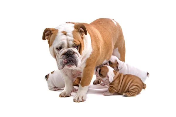 English bulldog nursing her puppies — Stock Photo, Image