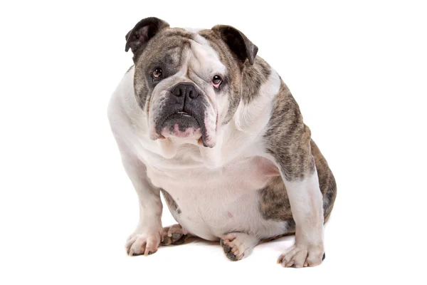 Engelse Bulldog — Stockfoto