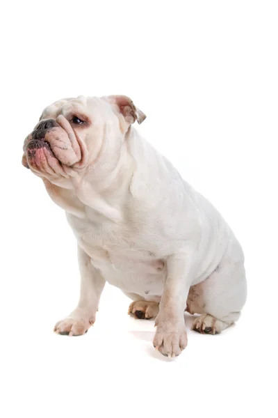 Angol bulldog — Stock Fotó