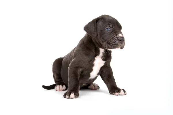 Great dane pup — Stockfoto