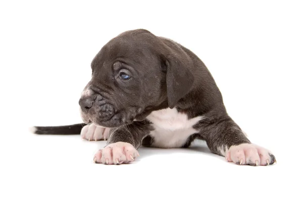Great dane puppy — Stock Photo, Image