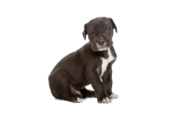 グレートデーンの子犬 — ストック写真