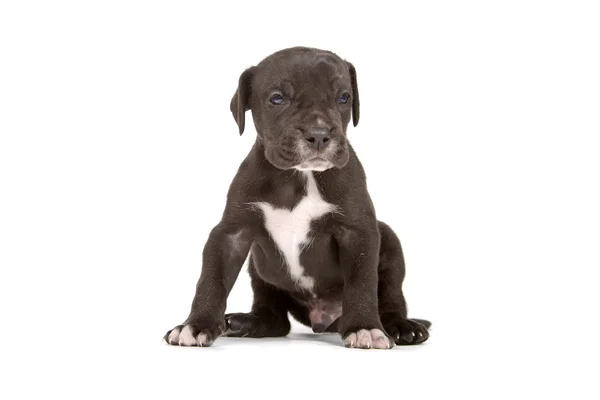 Great dane puppy — Stock Photo, Image