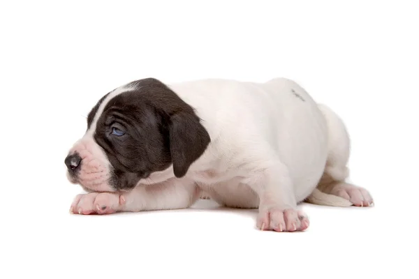 Great dane pup — Stockfoto