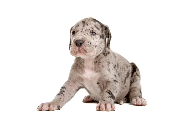 blue dapple great dane