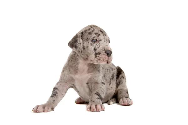 Blue merle Dog puppy — Zdjęcie stockowe